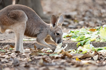 Kangaroo