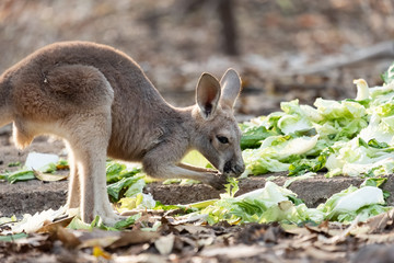 Kangaroo