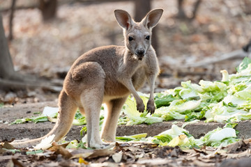 Kangaroo
