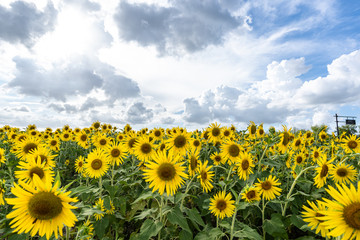 Obraz premium sunflower