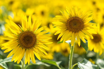 Obraz premium sunflower