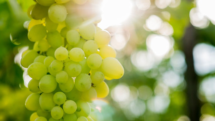 The sun illuminates a bunch of green grapes on the vine