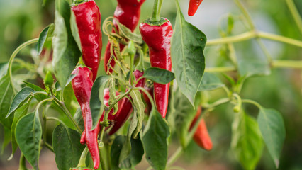 Appetizing red hot pepper grows in the garden