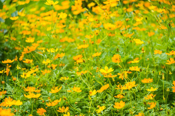 Obraz premium Flower & green plant in the park.Thailand.