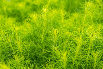 Green bush of Shatavari (Asparagus Racemosus Willd) in the backyard garden.