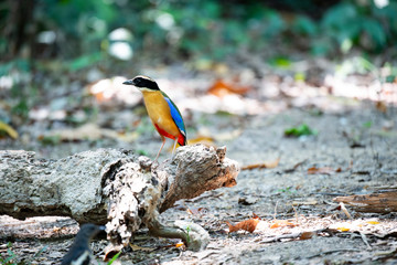 Blue-winged pitta