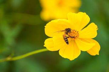 Flying bee, yellow cosmos flower.