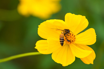 Flying bee, yellow cosmos flower.