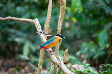 Blue-winged pitta