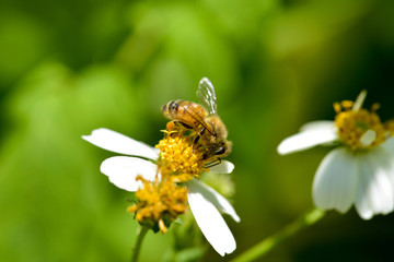 Obraz premium small bee on weeds flower, photo by macro photography