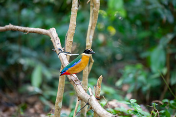 Blue-winged pitta