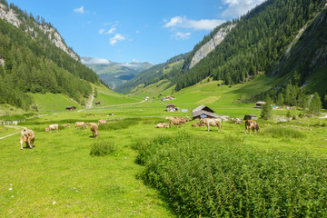 Fototapeta na wymiar Almwiese mit Kühen und Almhütten