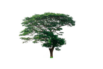 Fototapeta na wymiar Isolated green tree on White Background.Large trees database Botanical garden, tropical trees isolated used for design, advertising and architecture