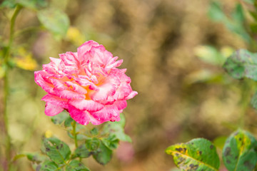 Pink and White Rose Close Up.