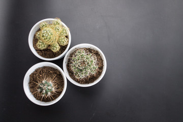Cactus on a black background
