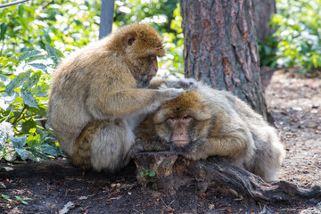 Affen familie bei der Fellpflege