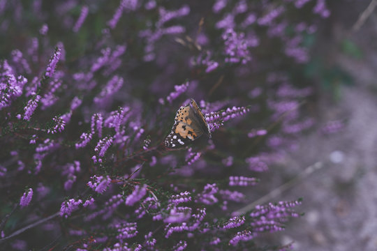 Schmetterling auf blühender Heide