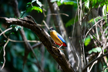 Blue-winged pitta on branch