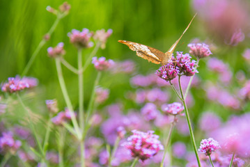 Butterfly insect alone on the flowers in the garden.Thailand.