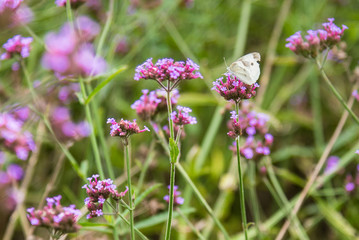 Butterfly insect alone on the flowers in the garden.Thailand.