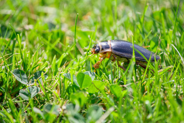 Schwarzer Käfer im grünen Gras im Garten