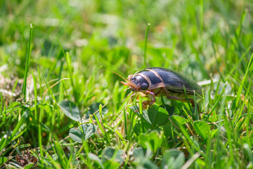 Schwarzer Käfer im grünen Gras im Garten
