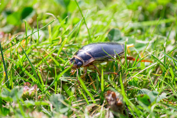 Schwarzer Käfer im grünen Gras im Garten
