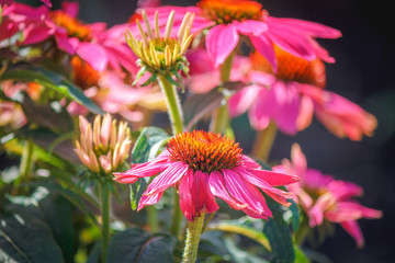 Purpurner Sonnenhut (Echinacea) im Garten