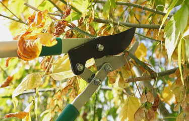 Elagage d'un érable en automne
