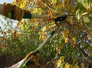 Elagage d'un érable en automne