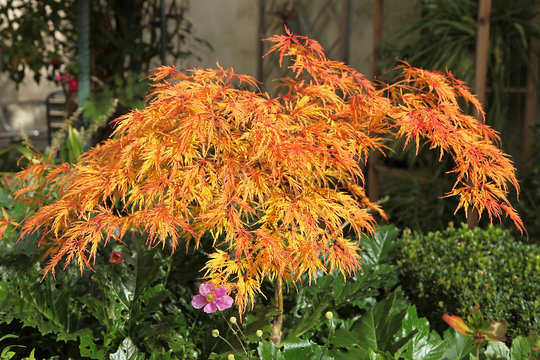 Acer palmatum dissectum en automne