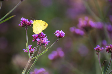 Butterfly insect alone on the flowers in the garden.Thailand.