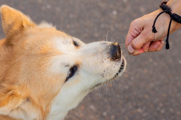 Dog Akita inu takes a treat from the hands of the owner