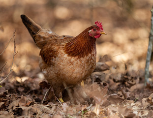 red hen in woods