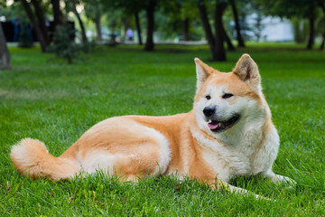 female dog of japanese breed akita inu with white and red fluffy coat lying on green grass