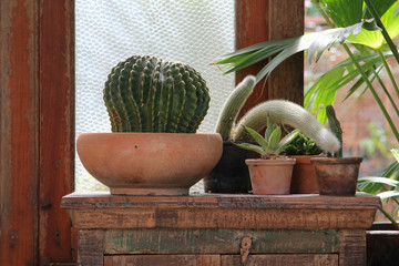Small green cactus plant in plastic pot.