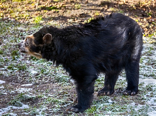 Fototapeta premium Spectacled bear in its enclosure. Latin name - Tremarctos ornatus