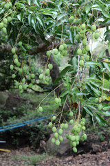 Green lychee fruit, a tropical fruit on tree.