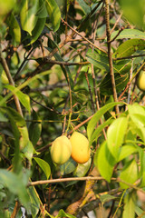 Close-up ripe mayongchid or  maprang or marian plum or plum mango on tree.