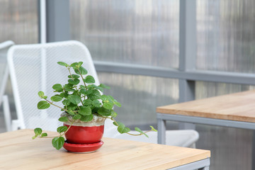 Fresh green mint tree in red ceramic pot on a wooden table.