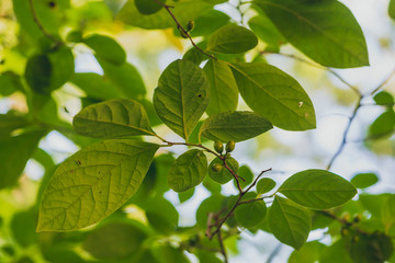 Fototapeta na wymiar green leaves of tree with fruit