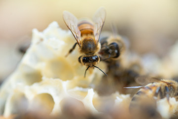 Close up view of honey bees working at honeycomb