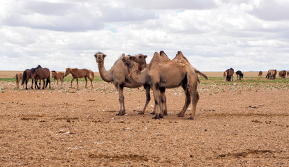 Two humps Camels at the Gobi Desert, Mongolia