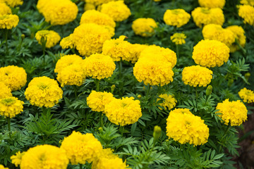 Marigold with light from the sun Daylight.