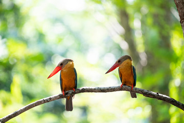 Stork-billed kingfisher