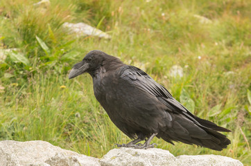 Obraz premium Common raven (Corvus corax) in Tatra mountains, Poland