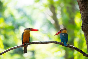 Kingfisher