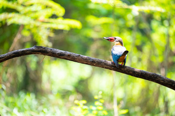 Stork-billed kingfisher