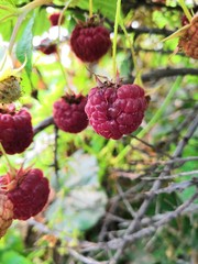 red berries of raspberry on tree