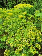 background of green leaves